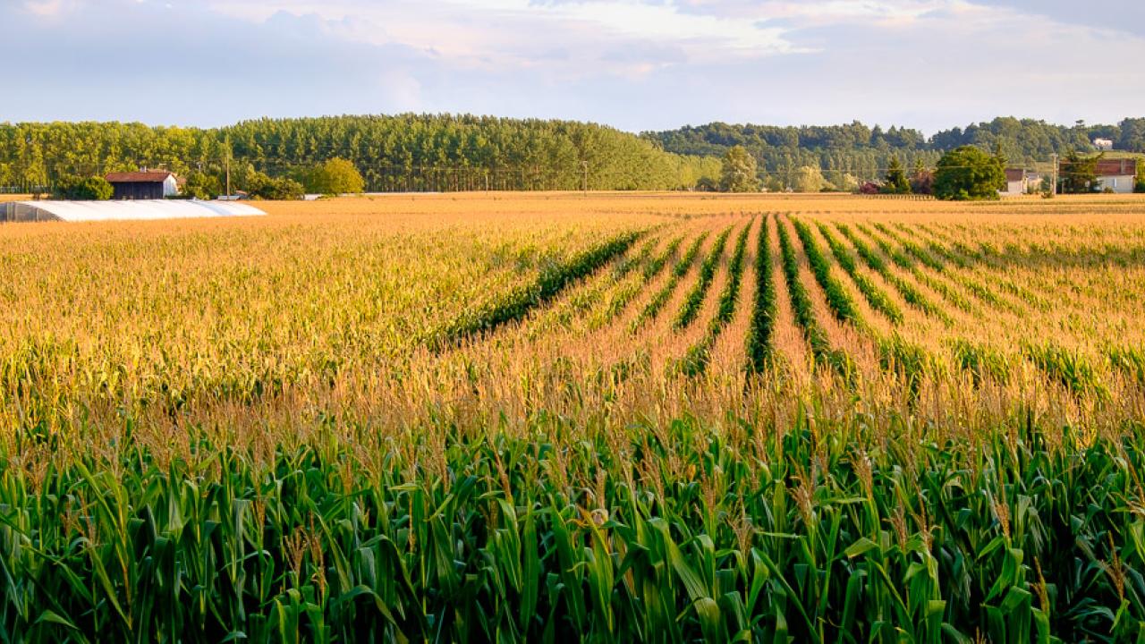 Majssorten MON 810 är den enda genmodifierade grödan som odlas i EU. Arkivbild.