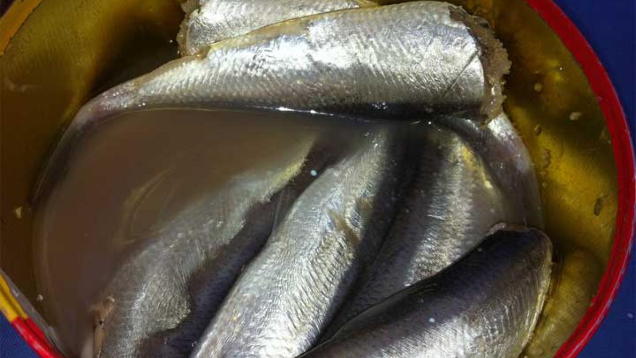 Surströmming. Hälsorisker ställs mot jobbtillfällen och mattraditioner när Sverige säger ja EU-undantag för giftig  fisk.
