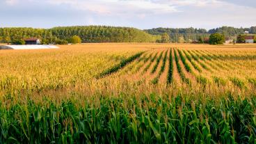 Majssorten MON 810 är den enda genmodifierade grödan som odlas i EU. Arkivbild.