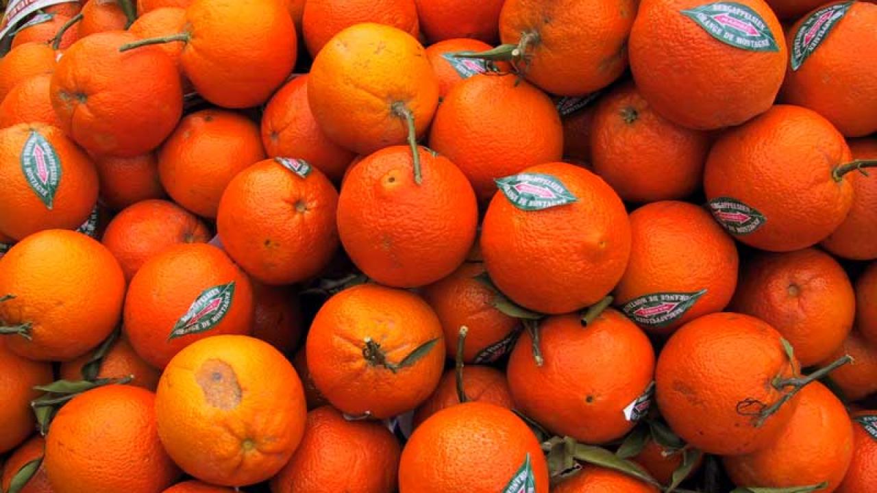 Att producera livsmedel av yppersta kvalitet ger EU bättre konkurrenskraft, skriver Kew Nordqvist (MP). Arkivbild.